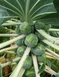 Brassica oleracea var. gemmifera